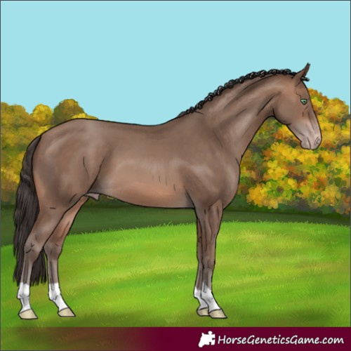 Horse Color:Sable Champagne 