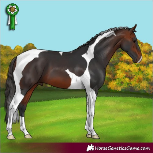Horse Color:Bay Tobiano 