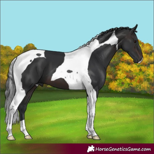 Horse Color:Brown Tobiano 