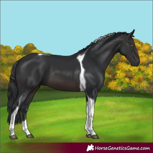 Horse Color:Brown Tobiano 