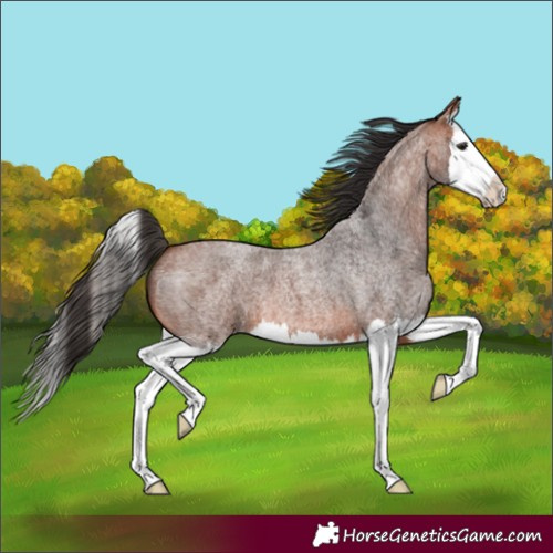 Horse Color:Bay Roan Splash