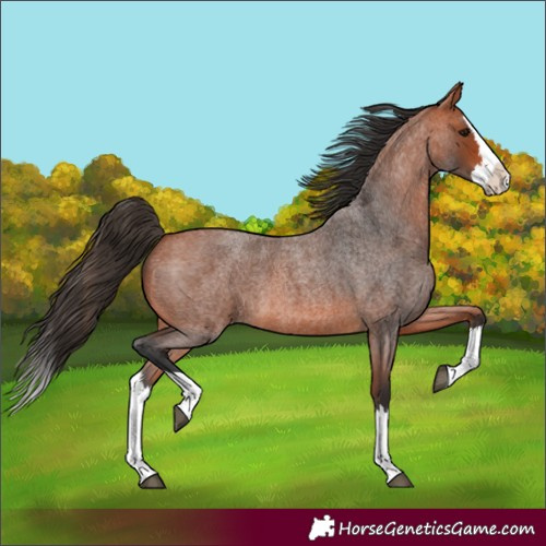 Horse Color:Bay Roan Splash 