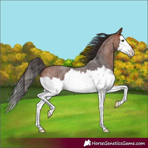 Horse Color:Bay Roan Splash