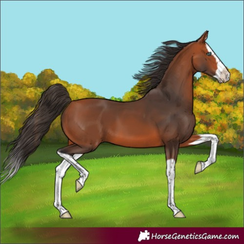 Horse Color:Bay Splash 