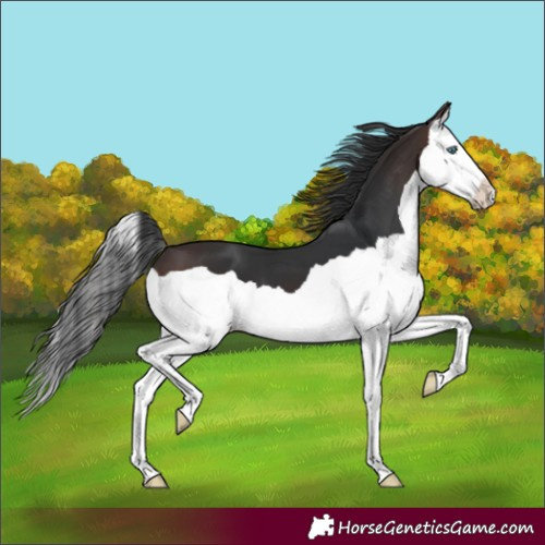 Horse Color:Brown Splash 