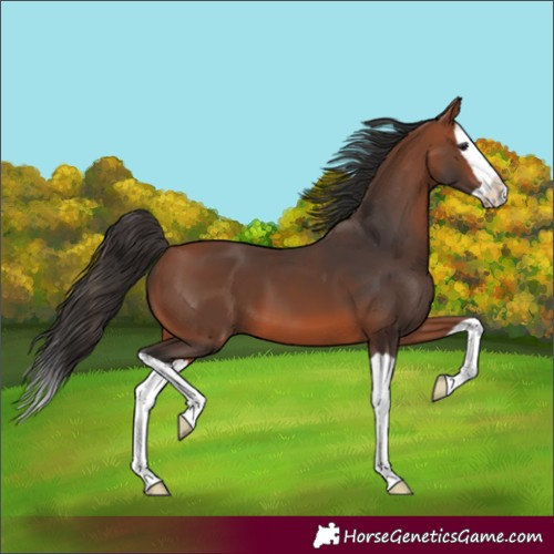 Horse Color:Bay Splash 