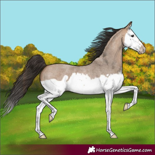 Horse Color:Bay Roan Dun Splash Frame 