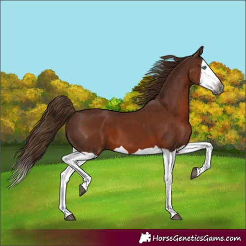 Horse Color:Unknown 