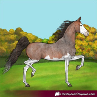 Horse Color:Bay Roan Splash 