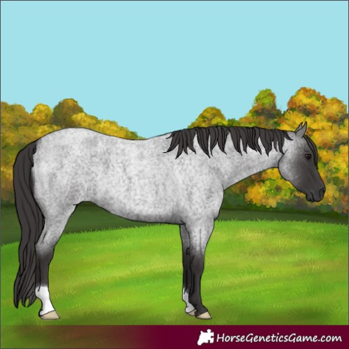 Horse Color:Smoky Blue Roan 