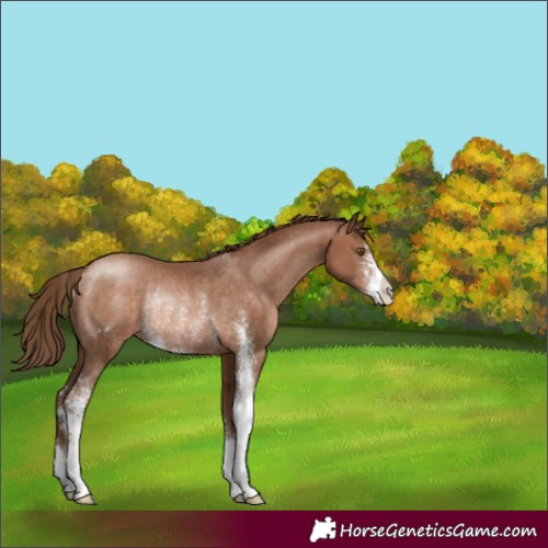 Horse Color:Brown Pearl Sabino Rabicano