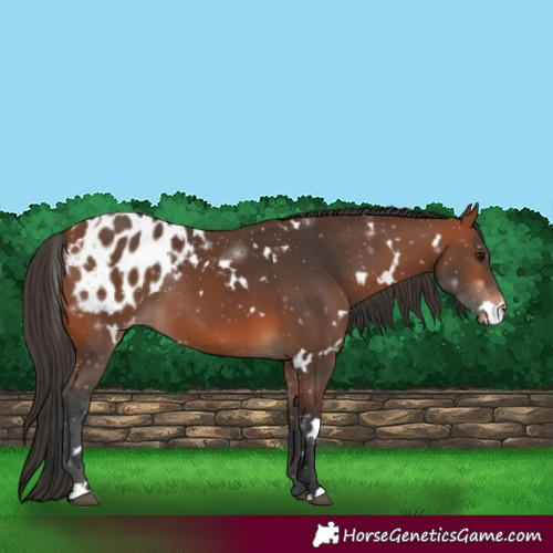 Horse Color:White Spotted Bay Appaloosa Rabicano