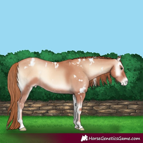 Horse Color:White Spotted Gold Champagne Onyx Appaloosa 