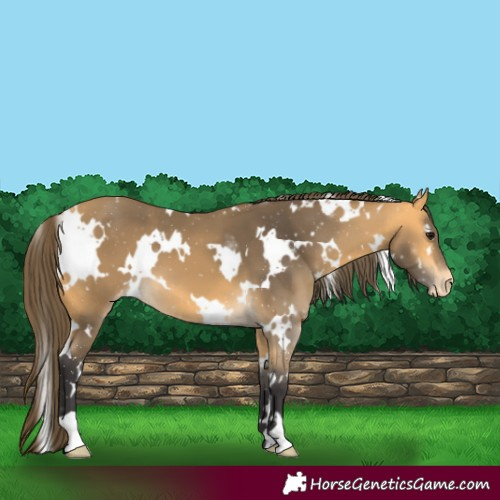 Horse Color:White Spotted Buckskin Appaloosa
