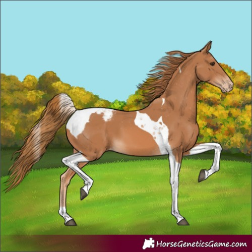 Horse Color:Chestnut Tobiano Varnish