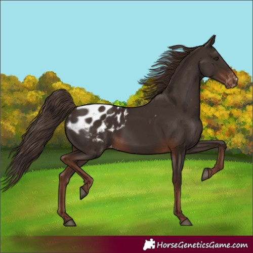 Horse Color:Liver Chestnut Appaloosa 