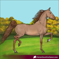 Horse Color:Red Dun