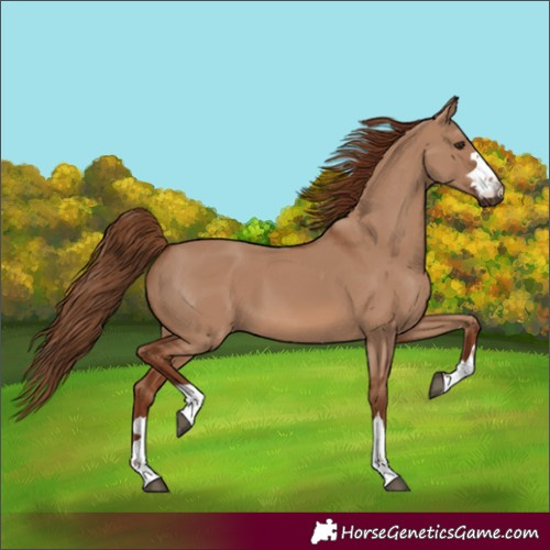 Horse Color:Unknown 