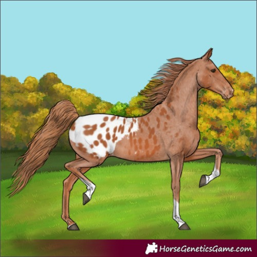 Horse Color:Chestnut Tobiano Blanket