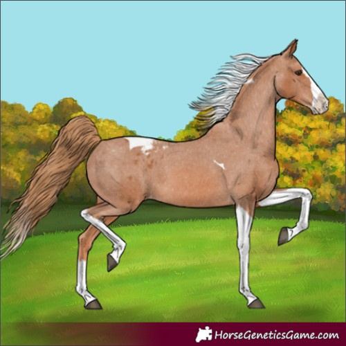Horse Color:Chestnut Splash Tobiano Varnish 