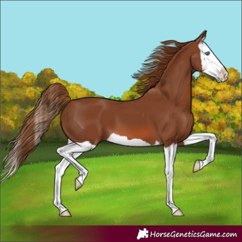 Horse Color:Chestnut Splash 