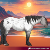 Horse Color:Platinum Brown Dun Appaloosa