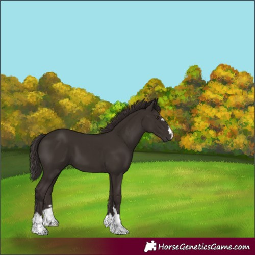 Horse Color:Liver Chestnut 