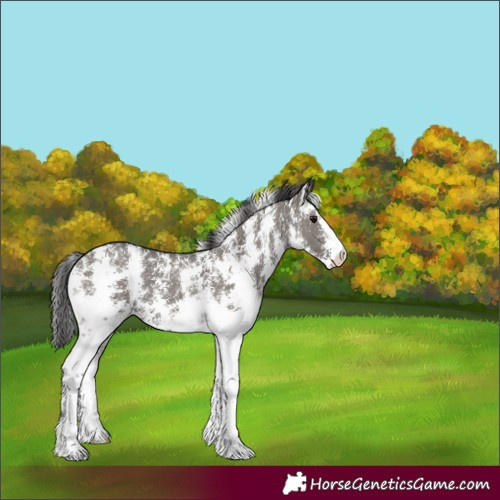 Horse Color:Smoky Grullo Sabino 