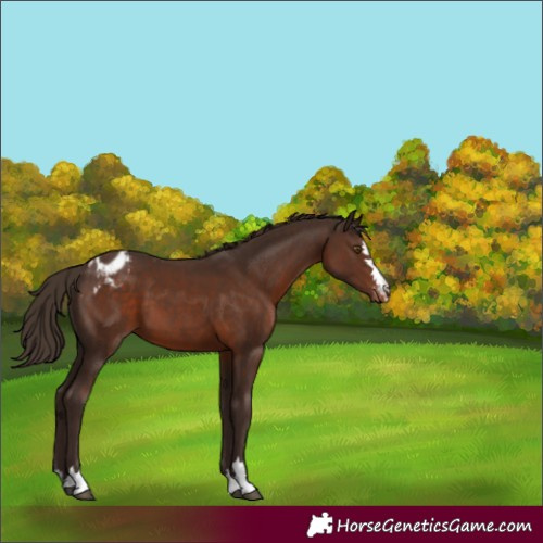Horse Color:Liver Chestnut Appaloosa