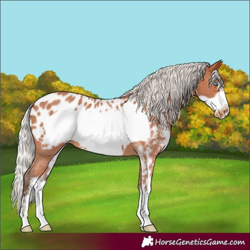 Horse Color:Silver Bay Sabino Frame Appaloosa 