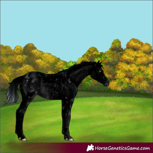 Horse Color:ERROR: UNKNOWN ANOMALY