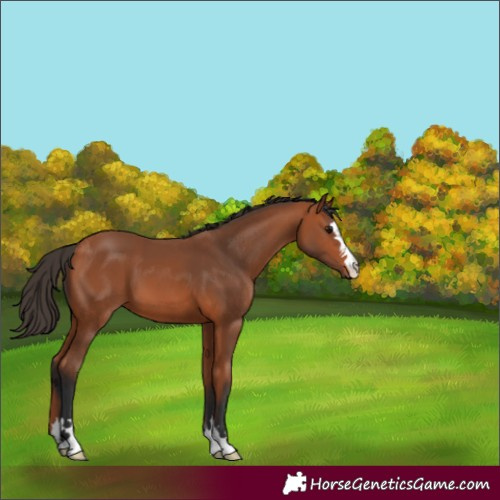 Horse Color:Bay 