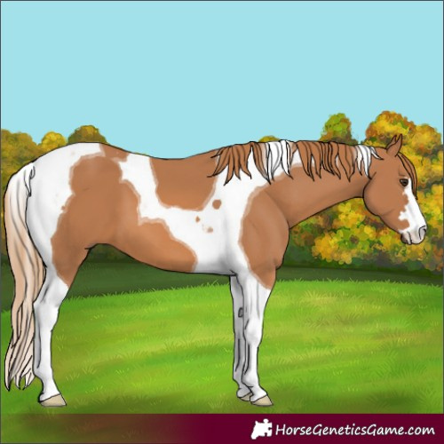 Horse Color:Chestnut Tobiano