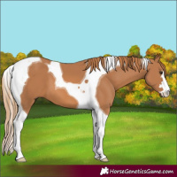 Horse Color:Chestnut Tobiano
