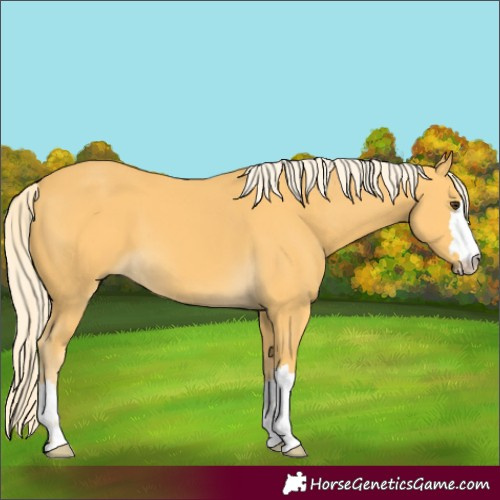 Horse Color:Palomino
