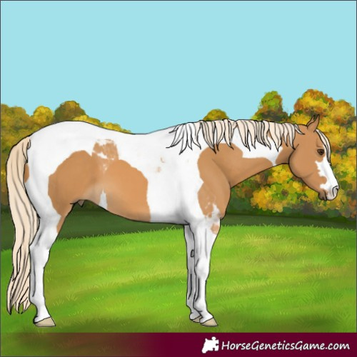 Horse Color:Palomino Tobiano