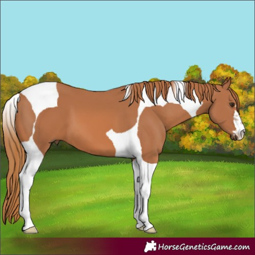 Horse Color:Chestnut Tobiano 