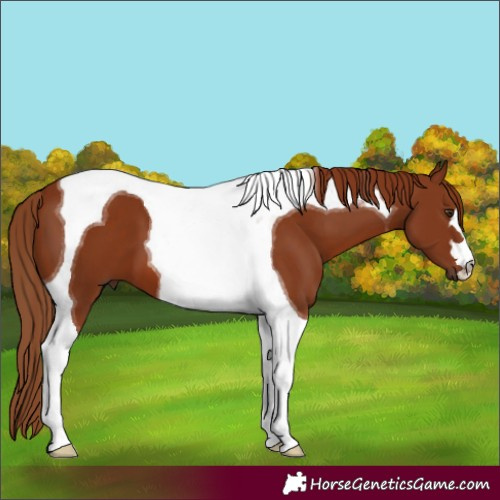Horse Color:Chestnut Tobiano
