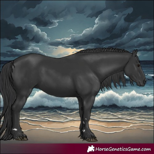 Horse Color:Black 