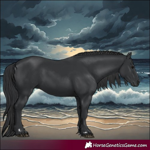 Horse Color:Black 