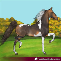 Horse Color:Buckskin Tobiano Rabicano 