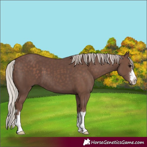Horse Color:Silver Black