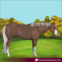 Horse Color:Silver Black