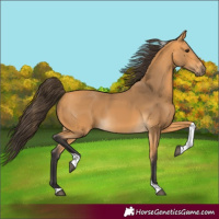 Horse Color:Buckskin Tobiano 