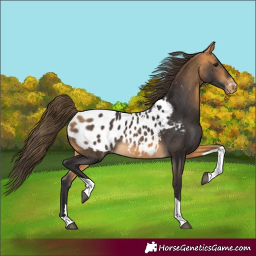 Horse Color:Buckskin Tobiano Appaloosa 