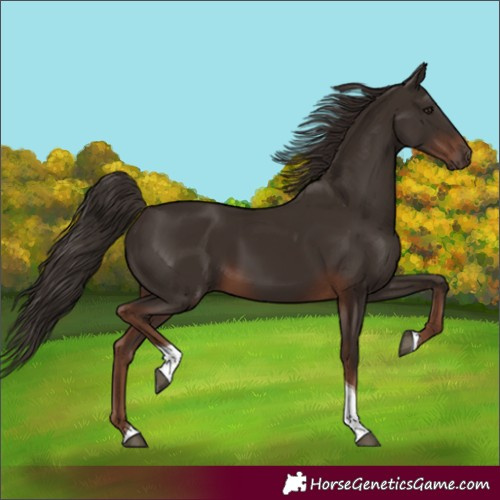 Horse Color:Liver Chestnut Tobiano