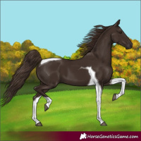 Horse Color:Liver Chestnut Tobiano 