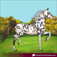 Horse Color:Buckskin Tobiano Near Leopard