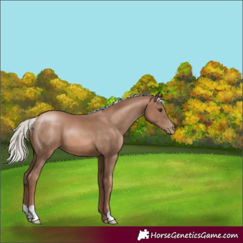 Horse Color:Silver Black Pearl