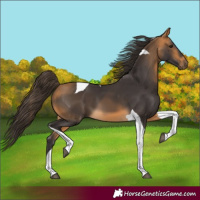 Horse Color:Buckskin Tobiano 